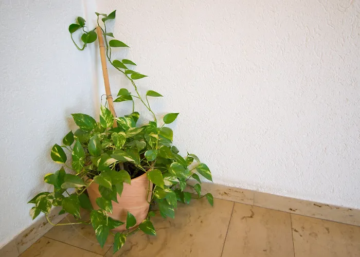 Ξενοδοχείο Art-hotel Braun